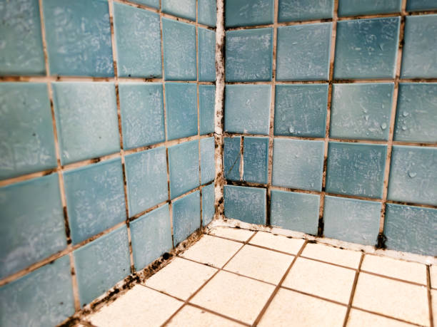 Best Mold Prevention Services  in Soh Willard, UT