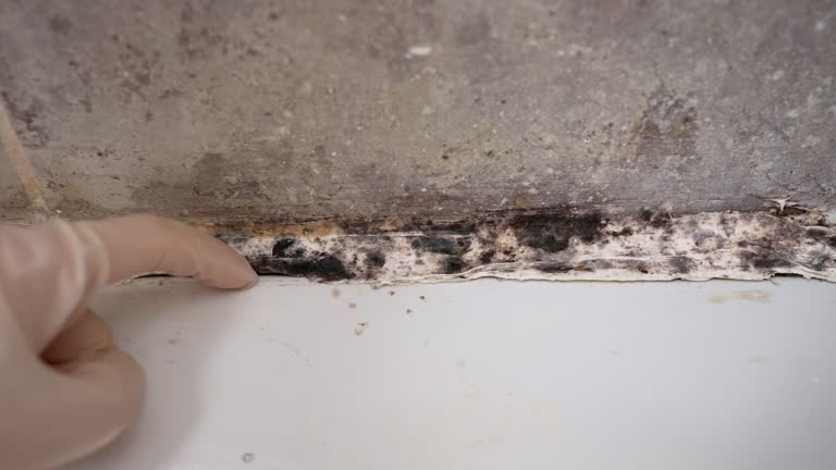 Best Mold Documentation for Insurance Claims  in Soh Willard, UT