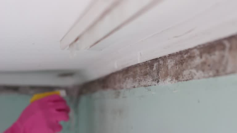 Best Crawl Space Mold Remediation  in Soh Willard, UT